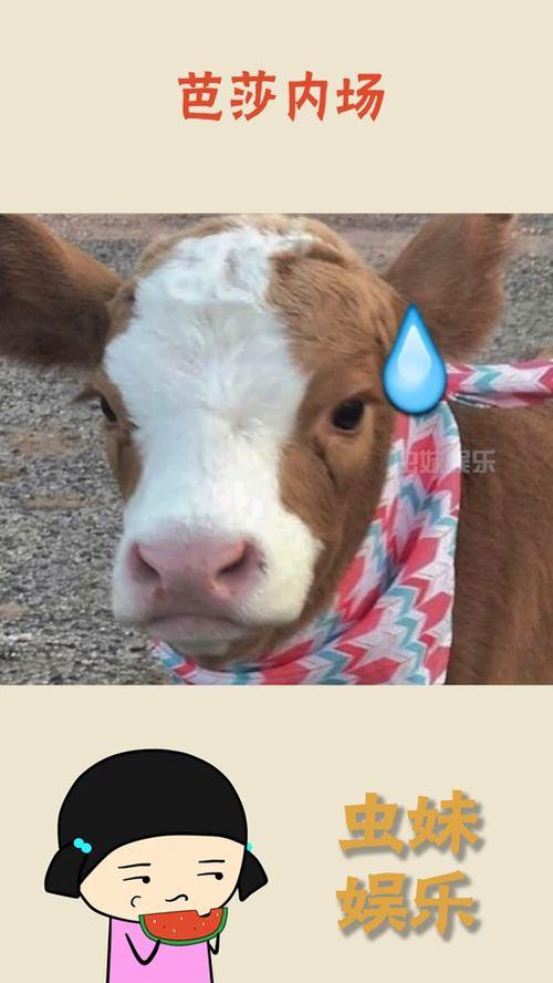 娱乐吃瓜酱喜羊羊,娱乐吃瓜酱的趣味解读 第3张 娱乐吃瓜酱喜羊羊,娱乐吃瓜酱的趣味解读 第3张