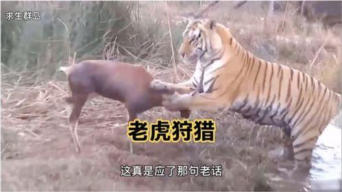 王老虎被爆料了吗视频在线观看,揭秘背后惊人真相